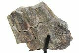 Fossil Sauropod Spinous Process Section with Metal Stand - Colorado #350613-2